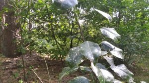 Привка в расщеп груши на черноплодную рябину.