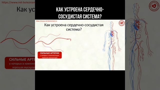 Как устроена сердечно-сосудистая система? #артерии #сердечнососудистаясистема #вены #анатомия