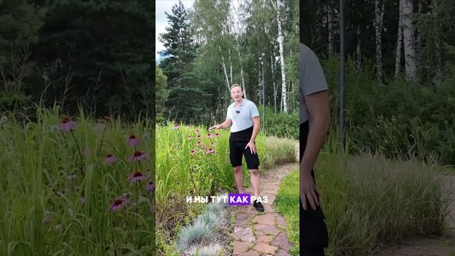 Пурпурная эхинацея у пруда