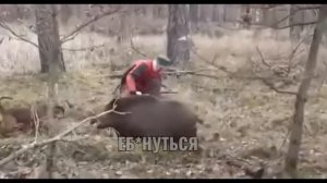 Кабан напал на человека