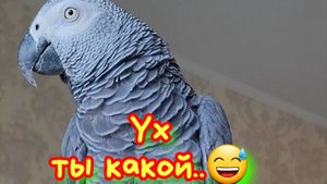 Доигрались! Докрутились колесо...