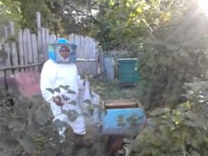Как посадить рой пчел в улей.