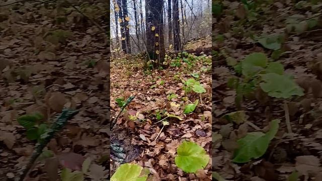 Прогулка в горах. Горячий ключ