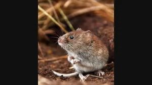 The Wildlife of the British Isles