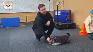 Как научить собаку команде Лежать