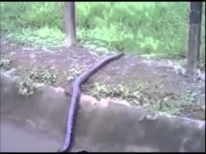 Анаконда  Крупнейшая в мире змея! Любительские кадры