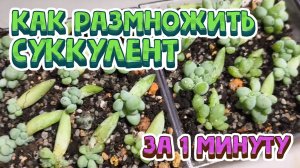 Как размножить суккулент? Выращивание суккулентов из листочков в домашних условиях.