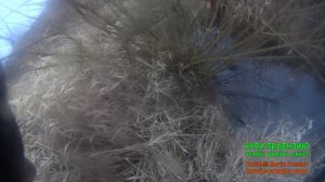 Охота на норку капканами, первая проверка капканов.