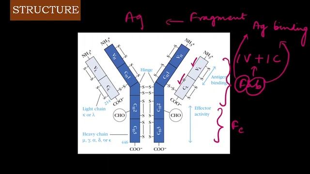 What is ANTIBODY and its structure? | Immunology | CSIR NET