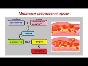КРОВЬ. ТРОМБОЦИТЫ. ОБРАЗОВАНИЕ ТРОМБА.