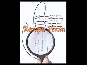 Вертикальные линии большого пальца руки . Кесара Рекха