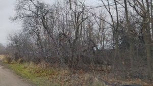 Морозово. Касимовский р-н. Рязанская обл