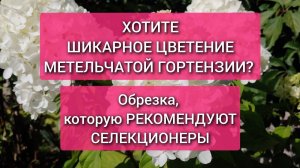 Как обрезать метельчатую гортензию для ШИКАРНОГО ЦВЕТЕНИЯ. Идеальное количество соцветий и их разме