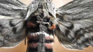 БРАЖНИКИ: 25. Agrius convolvuli (Бражник Вьюнковый)