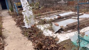 Кто сказал что поздней осенью делать нечего в саду а?  Вот у меня жизнь кипит