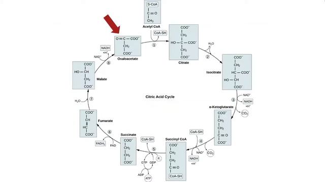 Pyruvate Oxidation and the Citric Acid Cycle - смотреть видео онлайн от ...