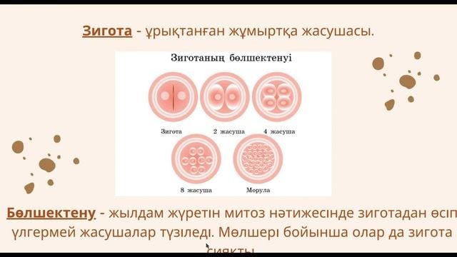 Ағзалардың жеке даму түсінігі. 7 сынып Биология