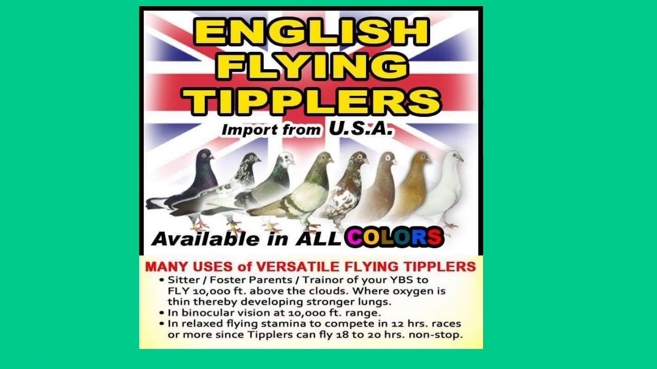 ENGLISH FLYING TIPPLERS ALL COLOR Bio pigeon/Bio research ||BRO LOFT TV смотреть онлайн