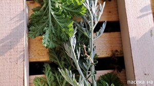 Борьба с клещом ВАРРОА травами