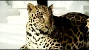 Реклама Schweppes_2.flv