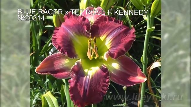 Лилейники моя селекция №20314 (BLUE RACER x TET ROSE F KENNEDY) смотреть онлайн