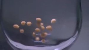 Инкубатор для икры цихлид в работе