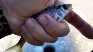 ОКУНЬ,ЧЕБАК,ПОДЛЕЩИК НА БЕЗМОТЫЛКУ.2024-2025