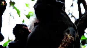 OM- MILLION PITY BABY CALVIN CRY HEAD DOWN DID WRONG MOM CASI HUG TWO BABY |