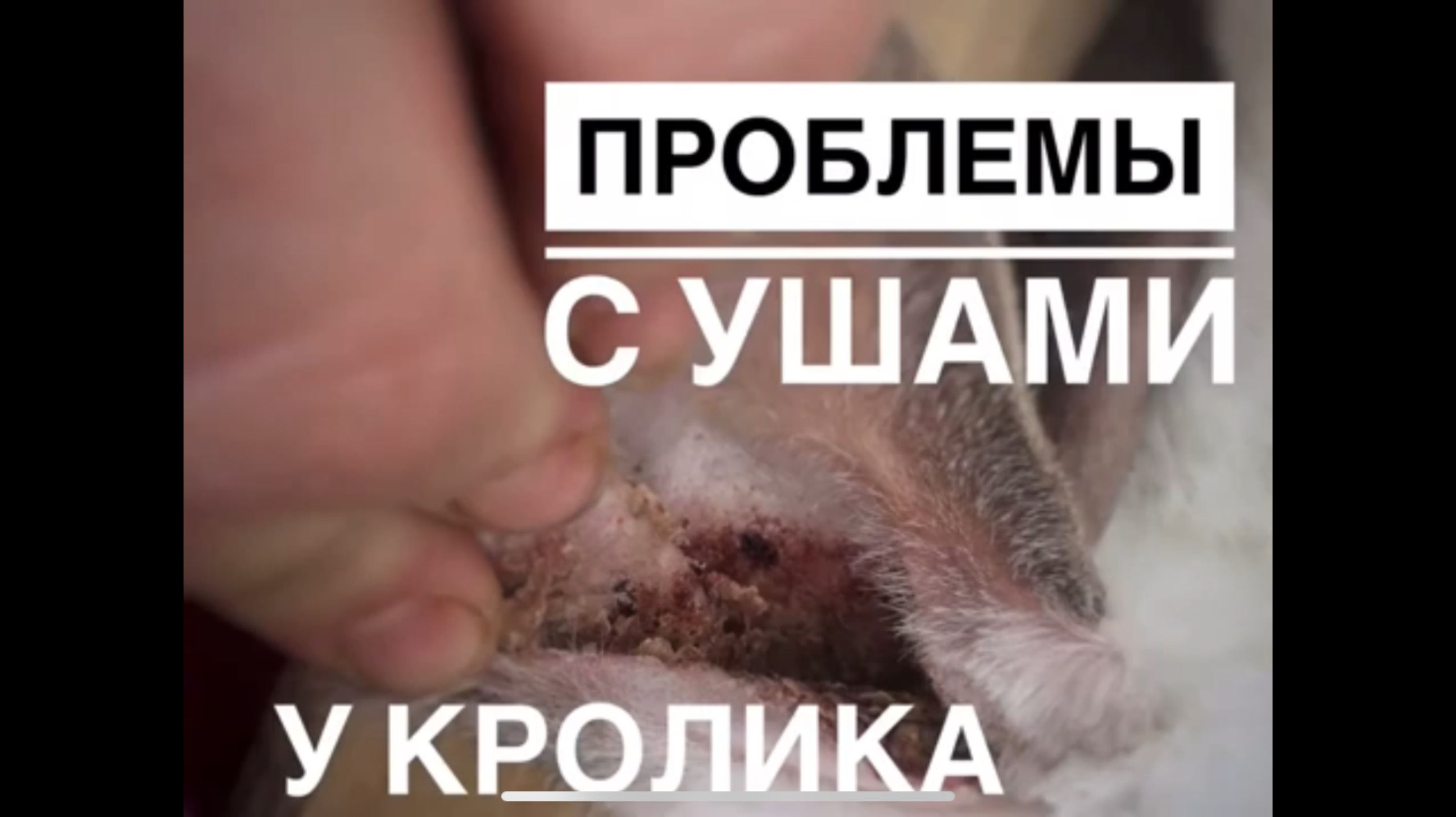 Проблемы с ушами у кролика / коросты на ушах / УШНОЙ КЛЕЩ,  лечение