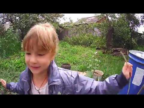 Навела порядок в теплице,урожай груш.