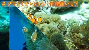 【マリンビレッジ】ハウスリーフのお魚紹介　#18 クマノミチャレンジ！