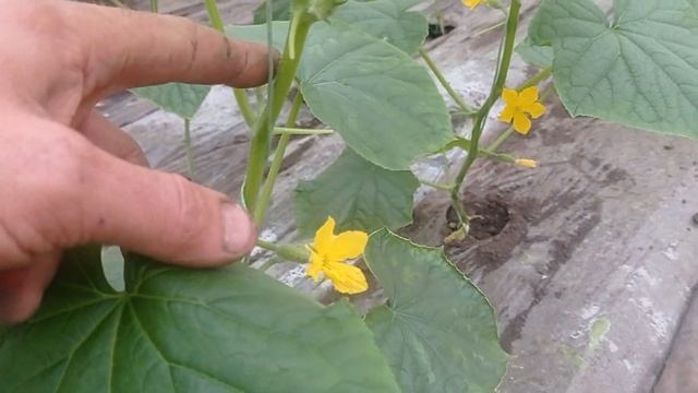 Массовое цветения огурцов на 3 апреля смотреть онлайн