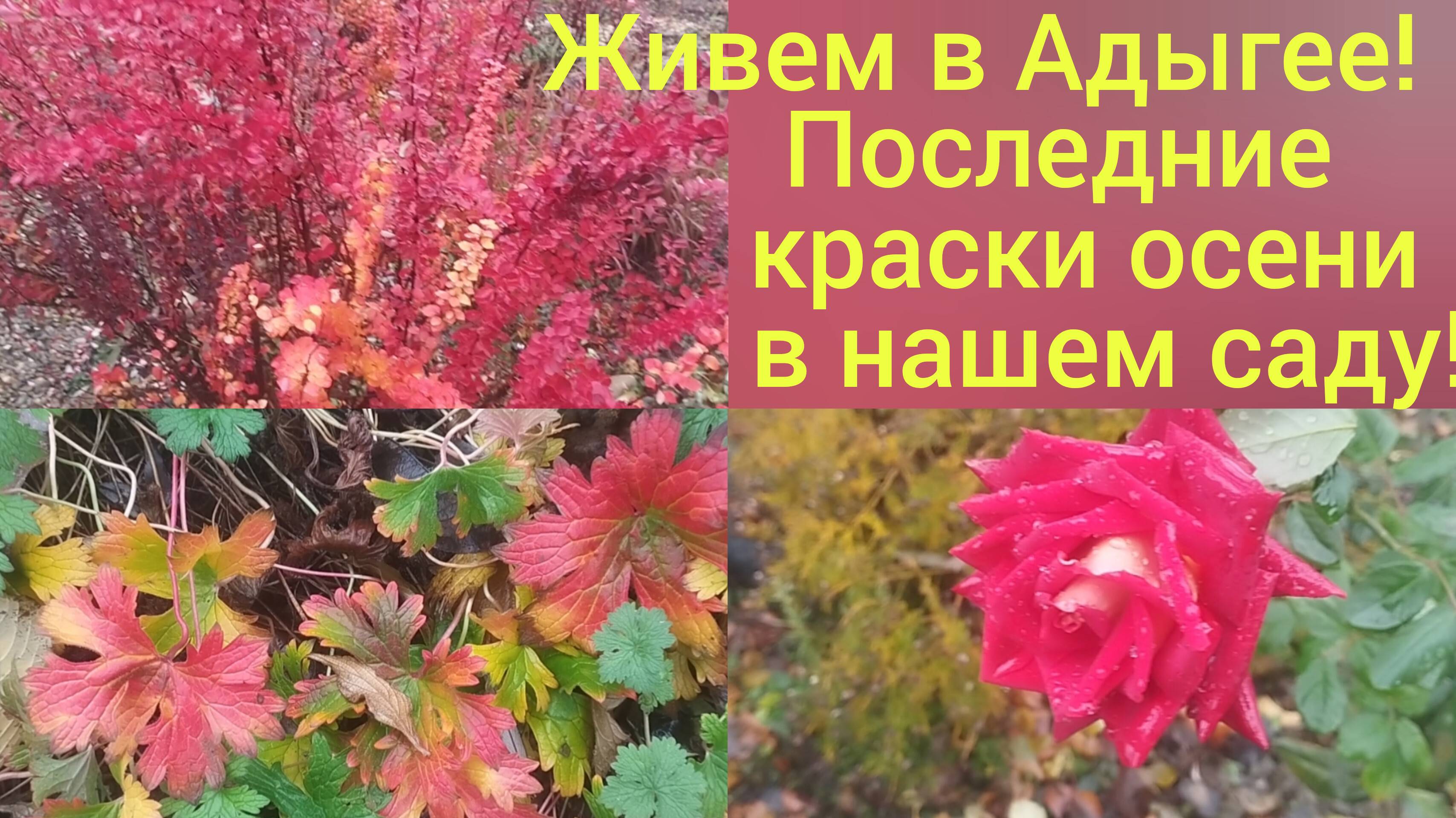 Живем в Адыгее/Последние краски осени/Прогулка по нашему саду 25 ноября/ смотреть онлайн