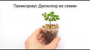 Пахикормус Дисколор из семян