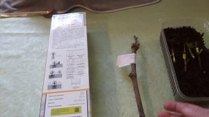 17.03.24 купила виноград в коробочках. что буду с ним делать.