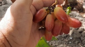 НОВИНКА!!! ГФ Винограда ТЫСЯЧЕЛЕТИЕ (Калугин В.М.). 12.09.2023г.