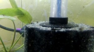 Нерест моллинезии