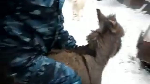 ОСЕЛ ЛАЦА 6
