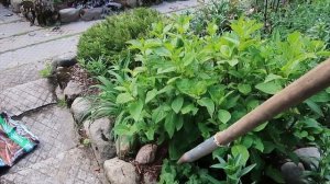 УДОБРЯЕМ РОДОДЕНДРОНЫ и ГОРТЕНЗИИ ПРАВИЛЬНО