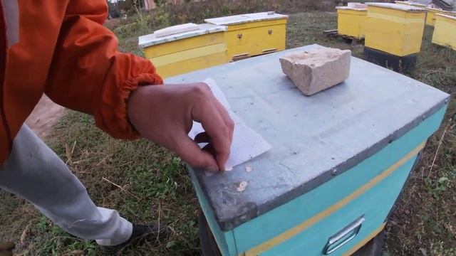 Борьба с Клещом Варроа у пчел - Дача TV // BeeWell