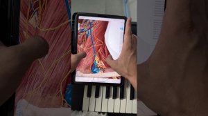 Топ причины онемения, жжения, болезненности кончиков пальцев рук ч.1