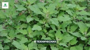Многолетние и однолетние злаковые сорняки борьба с ними с гербицидом Гезагард