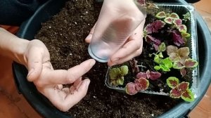 ПИКИРОВКА РАССАДЫ КОЛЕУСОВ