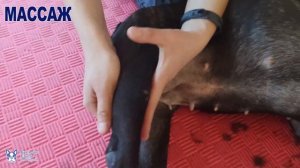 Массаж при проблемах с позвоночником у бульдога