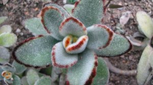 Каланхоэ войлочное (томентоза): уход в домашних условиях, виды