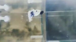 гуппи Голубой Дракон