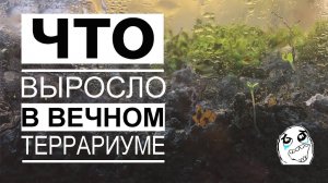 #2 ВЕЧНЫЙ ТЕРРАРИУМ - 30 дней спустя! / Mr.GrowChannel