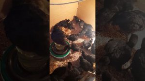 инкубация в коробке! первый вывод в этом году,что с цыплятами?