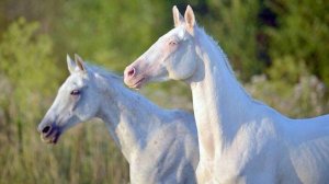 Белых лошадей почти не существует. Или почему с белыми лошадьми всё не так просто?