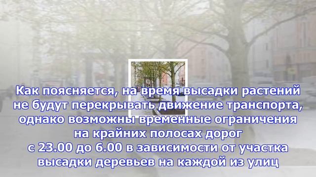 Более 2 тысяч деревьев высадят на садовом кольце